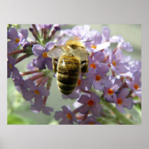 Honeybee and Buddleia Flowers Print
