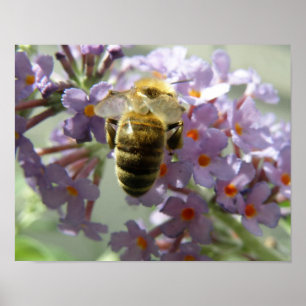 Honeybee and Buddleia Flowers Print