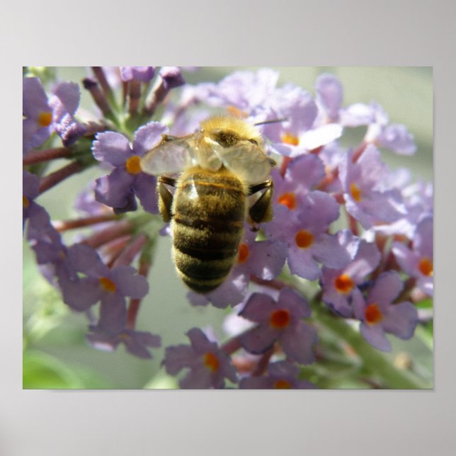 Honeybee and Buddleia Flowers Print (Front)