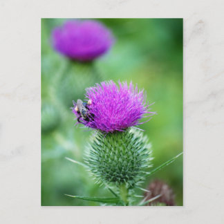 Honeybee and Thistle Postcard