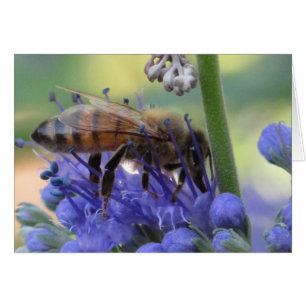 Honeybee Drinking Nectar
