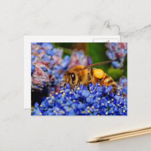 Honeybee Gathering Pollen From California Lilac Postcard