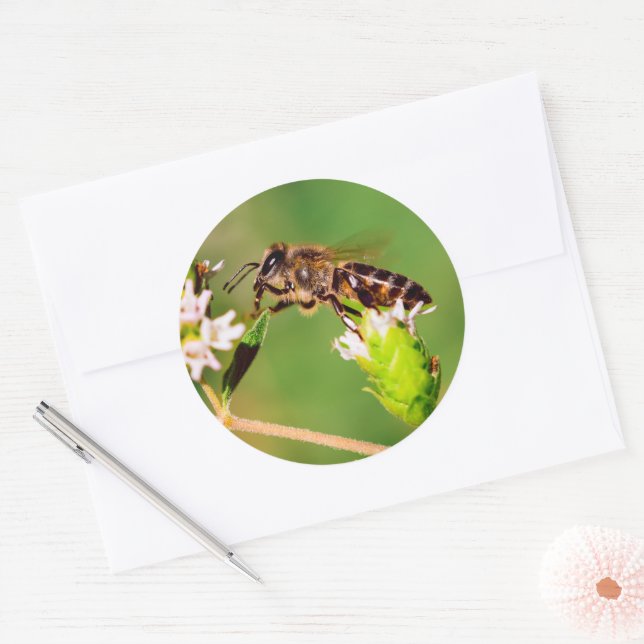 Honeybee in action classic round sticker (Envelope)