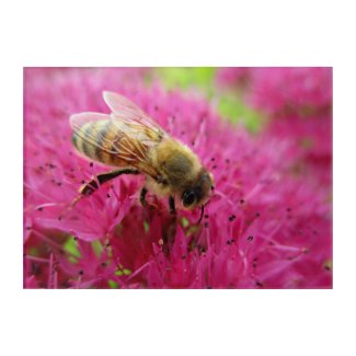 Honeybee in Autumn Joy Sedum Blossoms