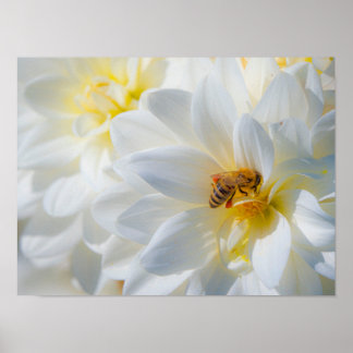 Honeybee on a Dahlia Poster