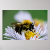 Honeybee on a White Flower