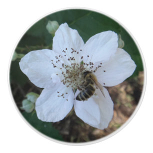 Honeybee on blackberry flower ceramic knob