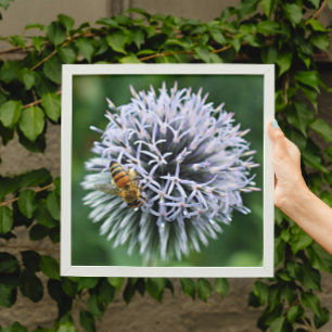 Honeybee on Globe Thistle Floral Photo Print