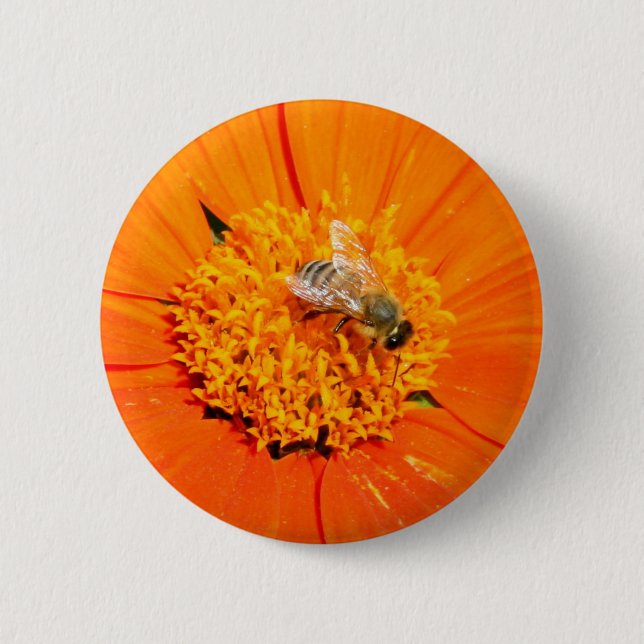 honeybee on orange flower button (Front)