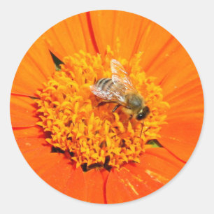 honeybee on orange sticker
