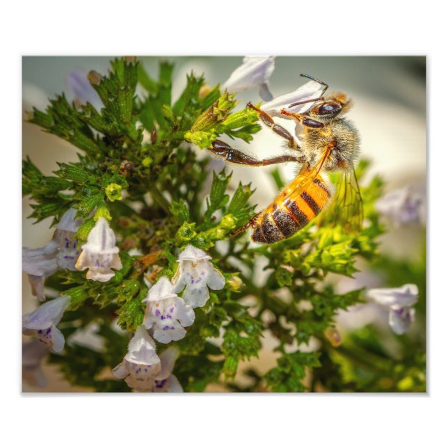 Honeybee on Wildflowers – Pollinator Nature Print (Front)