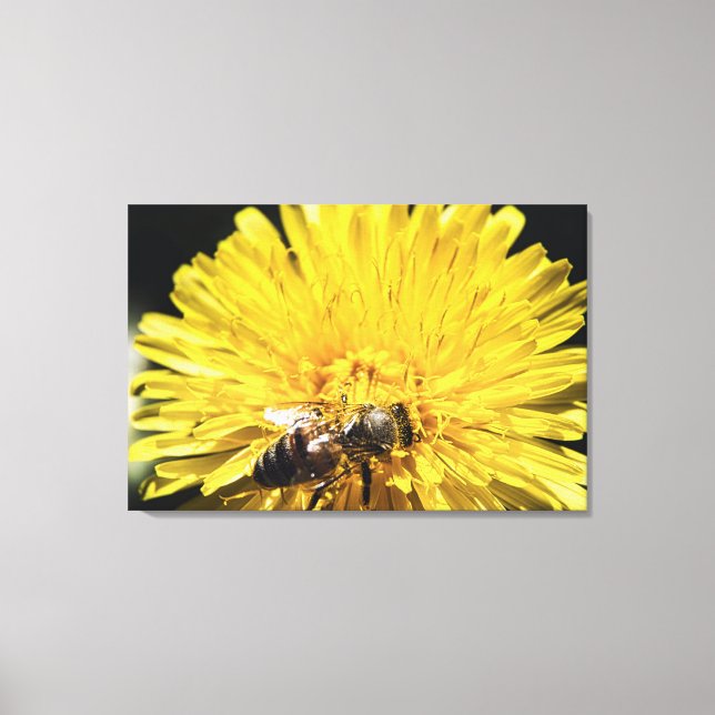 Honeybee on yellow dandelion macro photograph canvas print (Front)