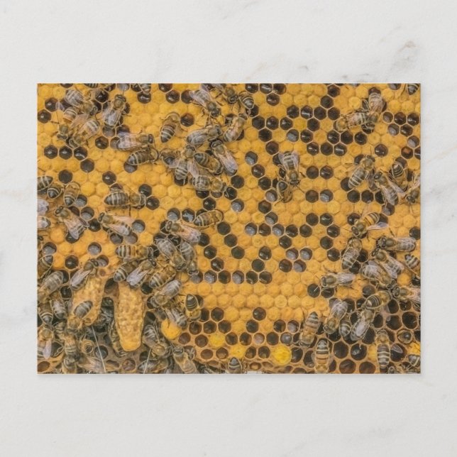 Honeybee Photo  2 Queen Cells on honey comb . Postcard (Front)