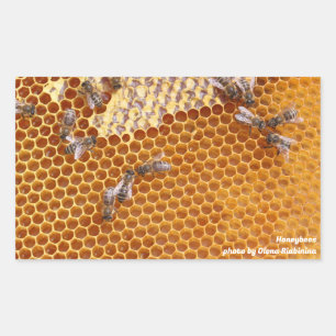 Honeybees in a hive  sticker