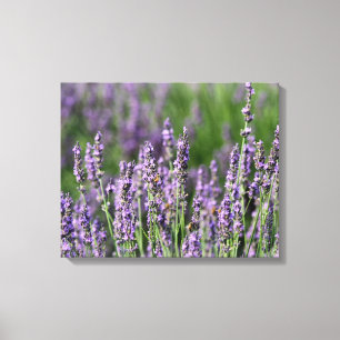 Honeybees on Lavender Flowers Canvas Print