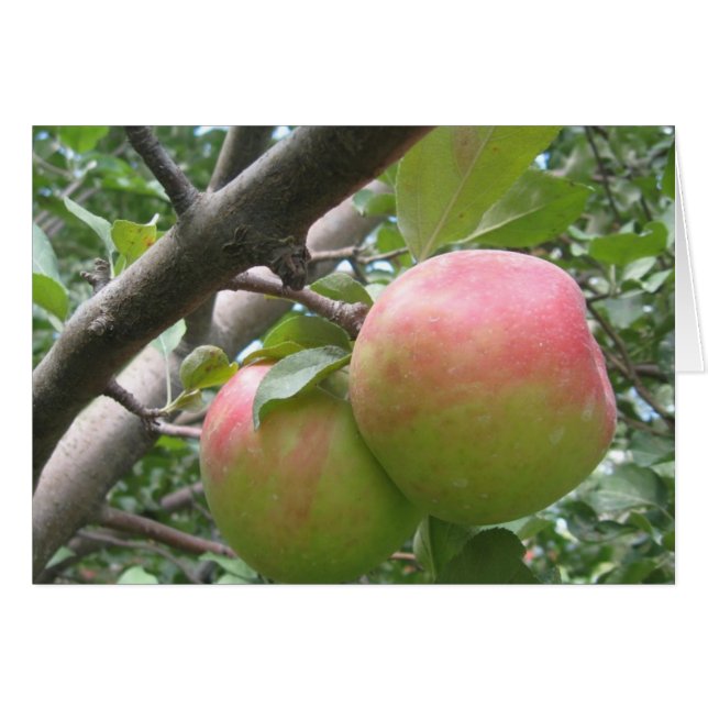 Honeycrisp (Front Horizontal)