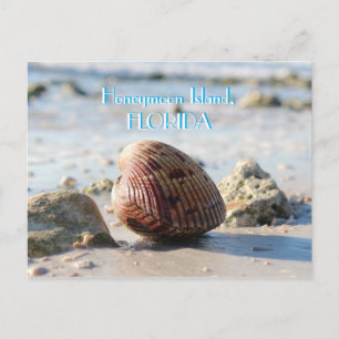 Honeymoon Island, Florida beach seashell Postcard