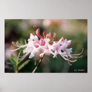 Honeysuckle Azalea Wildflower Poster