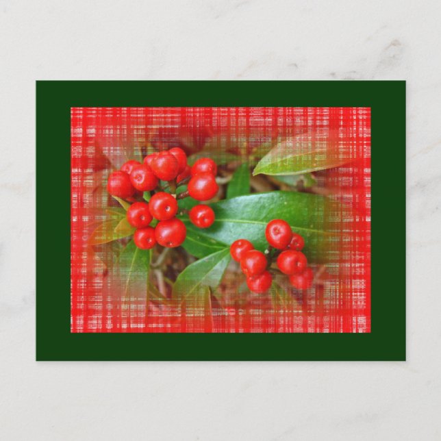 Honeysuckle Berries on Cotton Cloth Postcard (Front)