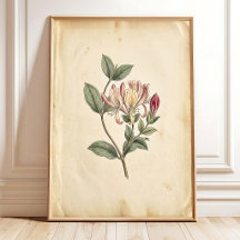 Honeysuckle Botanical Study Art Print