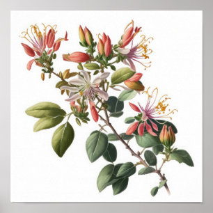 Honeysuckle Flowers Art Print Poster