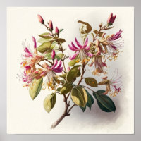 Honeysuckle Flowers Art Print Poster