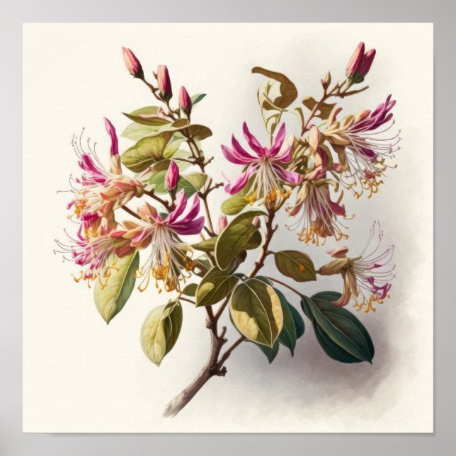 Honeysuckle Flowers Art Print Poster (Front)