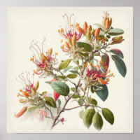 Honeysuckle Flowers Art Print Poster