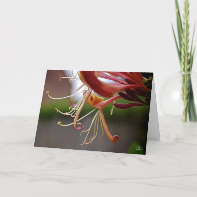 Honeysuckle [Greeting Card] Card (Front)