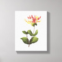 honeysuckle(Lonicera sp.) by Redouté