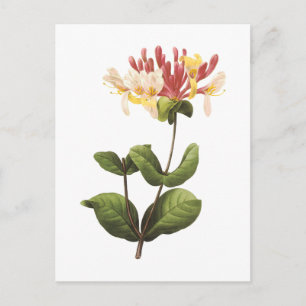 honeysuckle(Lonicera sp.) by Redouté Postcard
