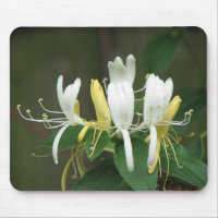 Honeysuckle