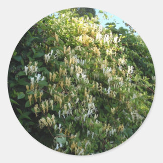 Honeysuckle On A Wall Classic Round Sticker