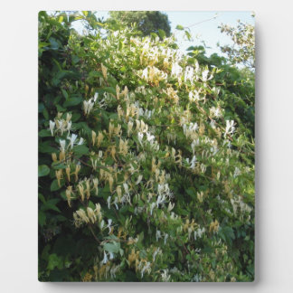 Honeysuckle On A Wall Plaque