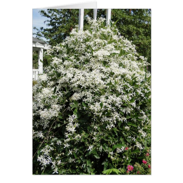 Honeysuckle/Philippians 4:8 (Front)