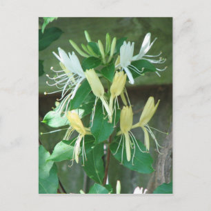 Honeysuckle Postcard