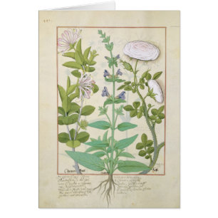 Honeysuckle, Sage and Rose