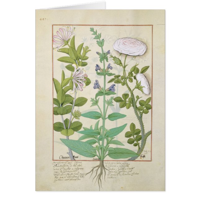 Honeysuckle, Sage and Rose (Front)