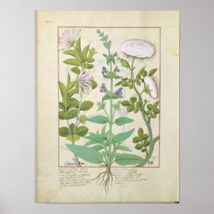 Honeysuckle, Sage and Rose Poster