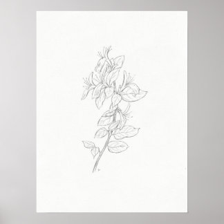 Honeysuckle sketch art print