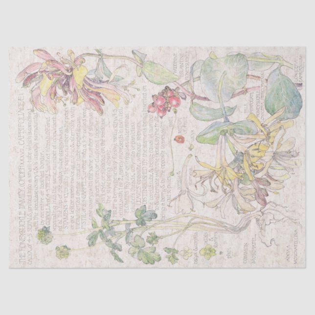 Honeysuckle Wildflower Flowers Tissue Paper (Front)