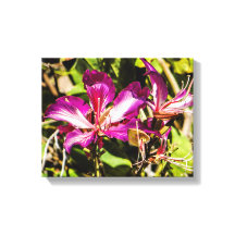 Hong Kong Orchid Tree Canvas