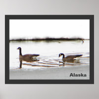 Honkers - Canada Geese