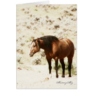 Honneur sauvage de Card~, étalon de Steens