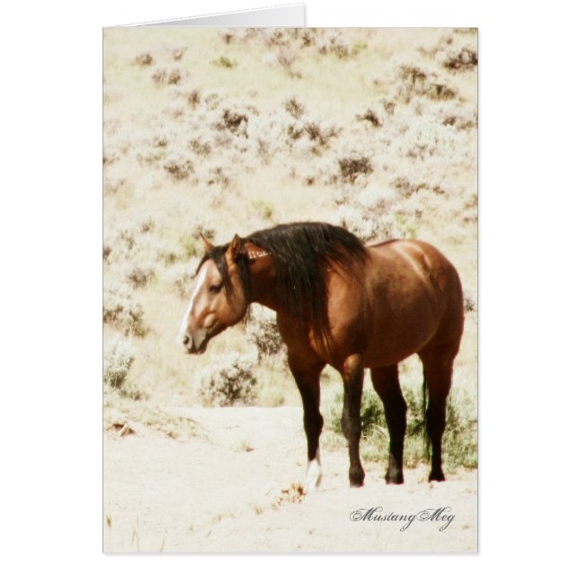 Honneur sauvage de Card~, étalon de Steens (Devant)