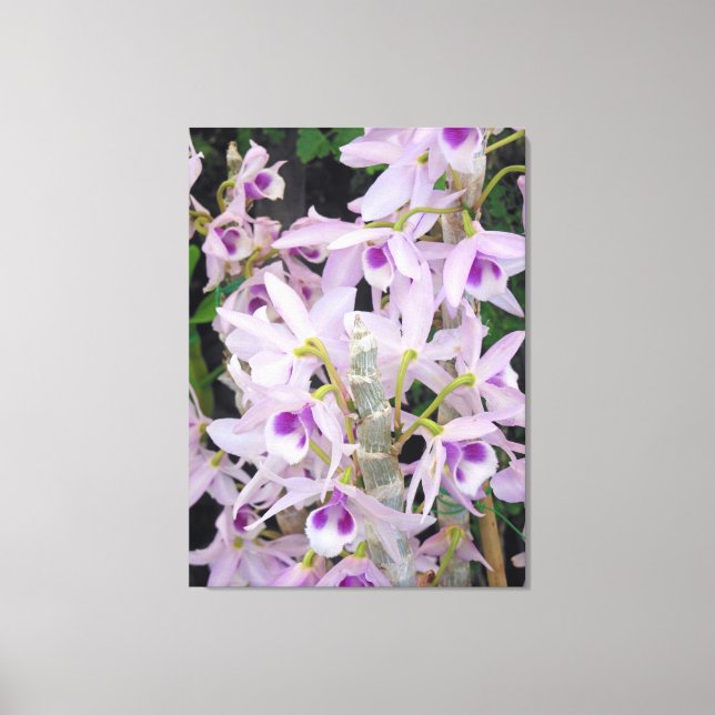 Honohono Orchids Canvas Print (Front)
