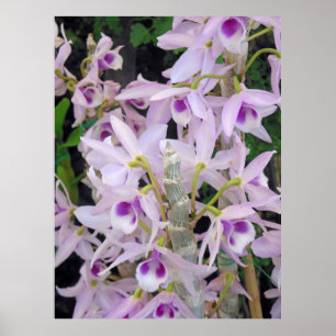 Honohono Orchids Poster