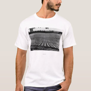 Honolulu, Hawaii - View of Pineapple Fields T-Shirt