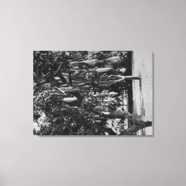 Honolulu, HI - University of Hawaii Canvas Print (Front)