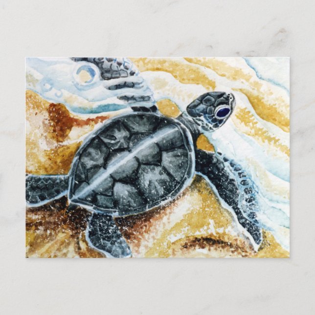 Honu Hatchling (Green Sea Turtle) Postcard (Front)